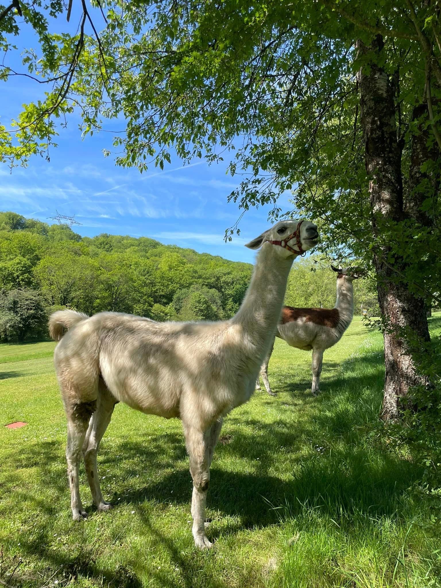 Photo du parc de loisirs Evad'Parc à Montenois