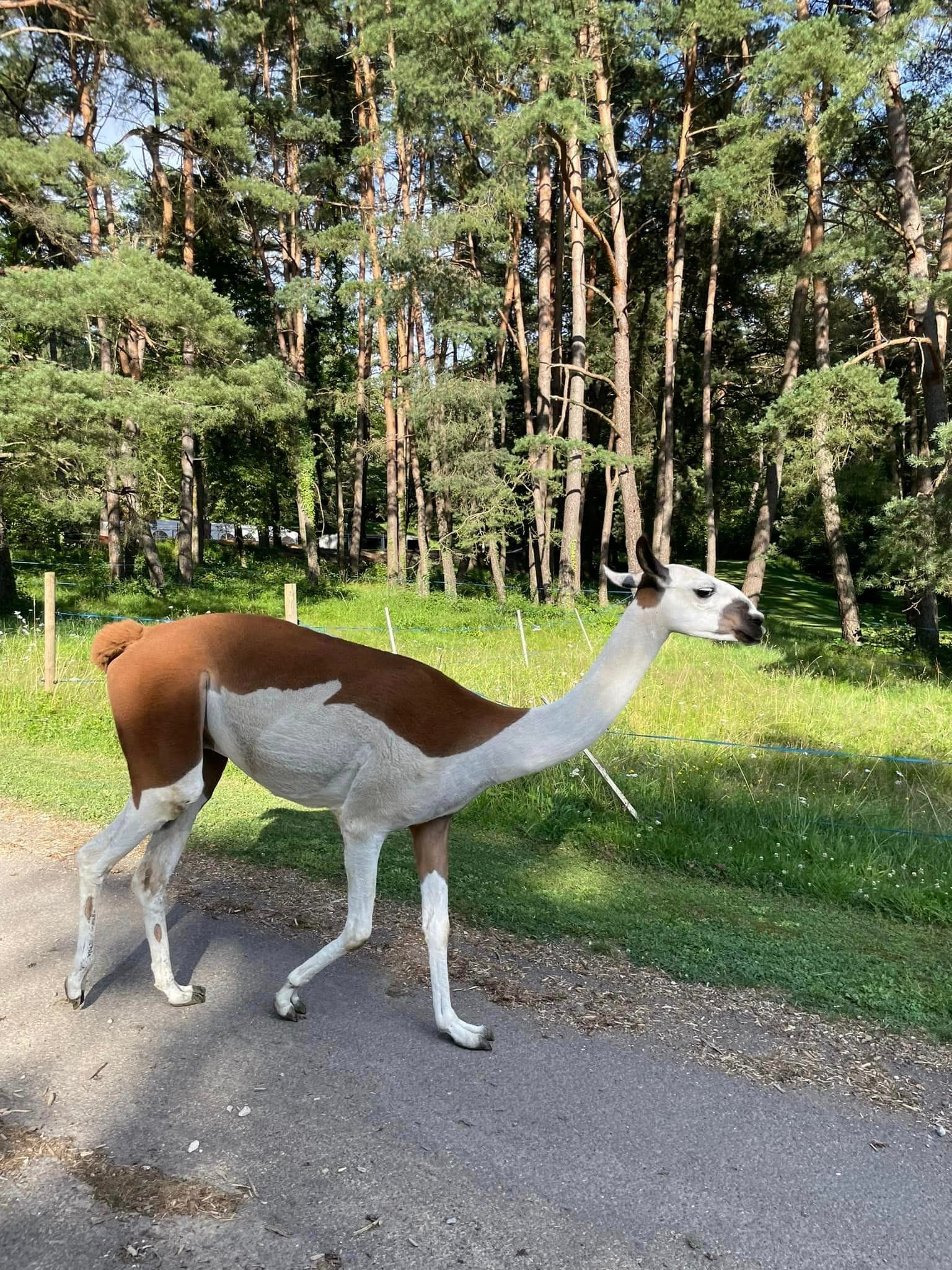 Photo du parc de loisirs Evad'Parc à Montenois