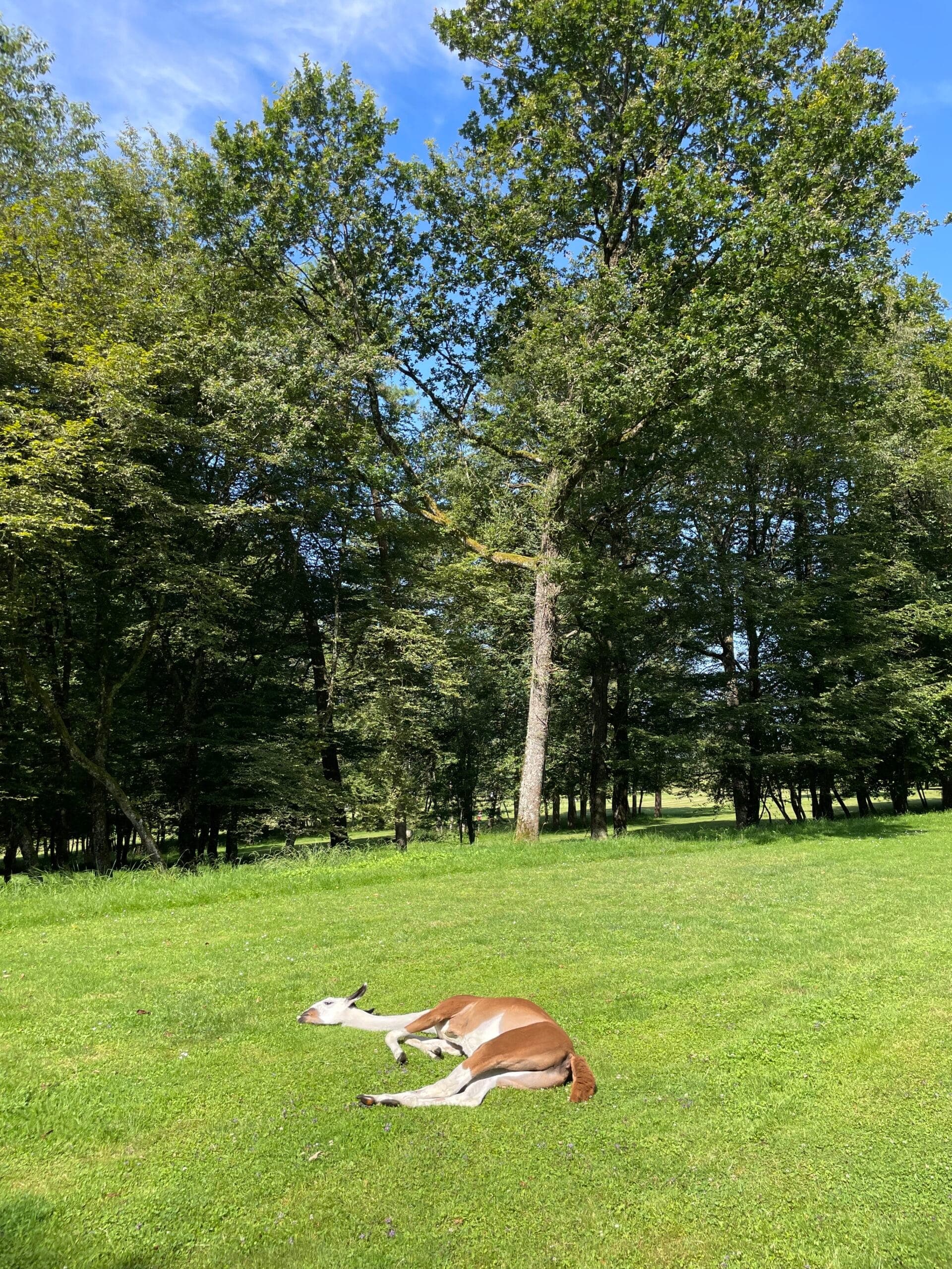 Photo du parc de loisirs Evad'Parc à Montenois