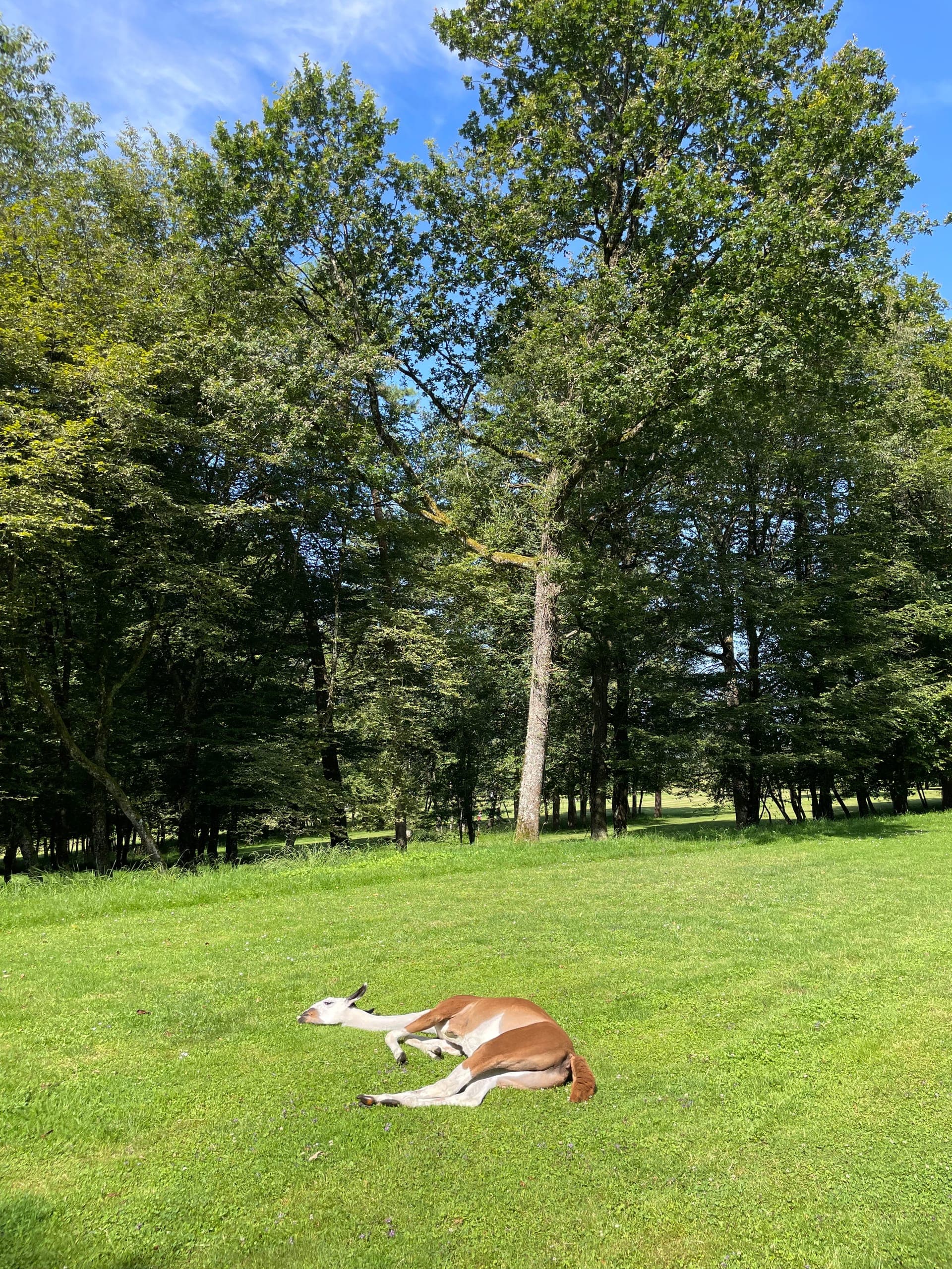 Moment de détente en pleine nature au parc d'Evad'Parc